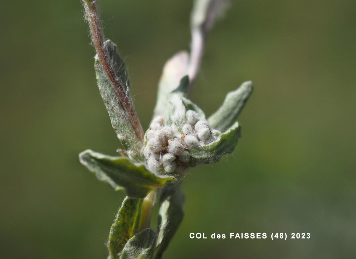 Cudweed, Upright flower